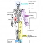 esqueleto-com-indicacoes